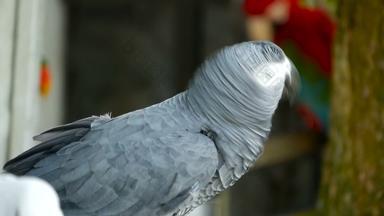 红尾一夫一妻制非洲刚果灰色鹦鹉同伴错话受欢迎的禽流感宠物本地的赤道地区